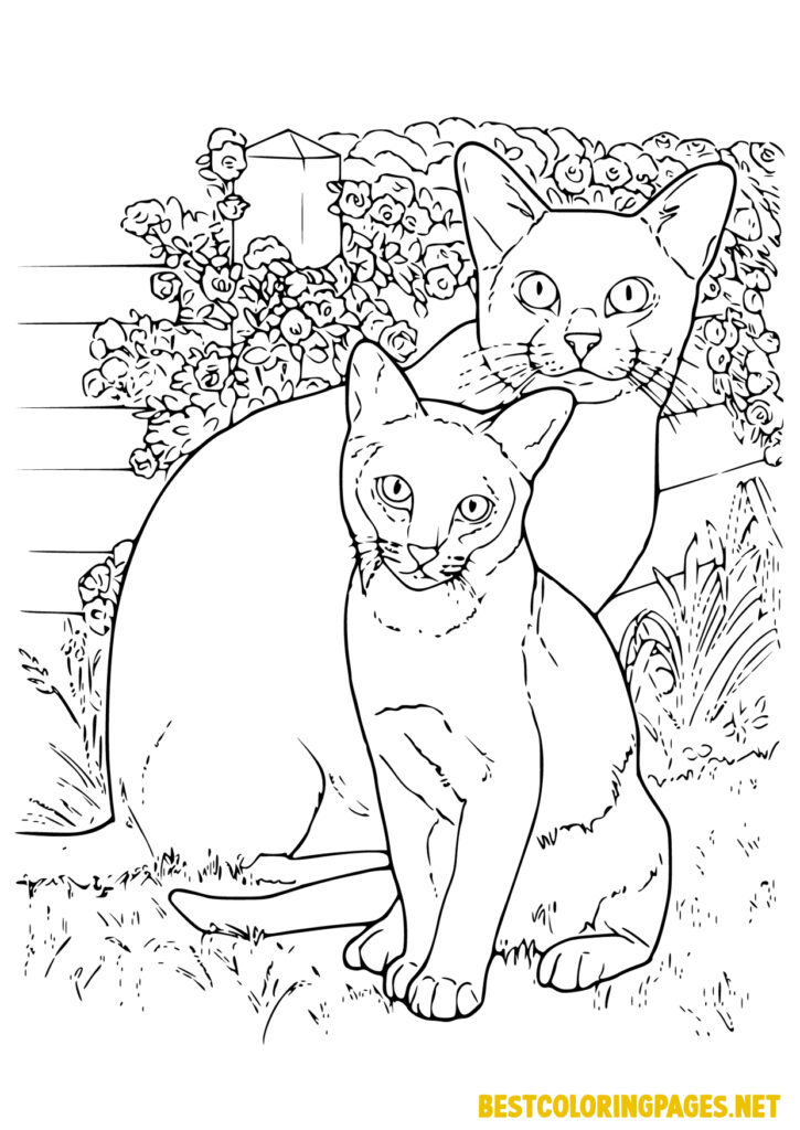 Cats coloring page