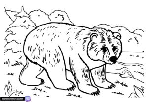 Bear coloring page, animals colouring page.