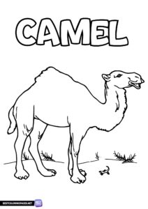 Camel coloring page, free printable coloring sheet.