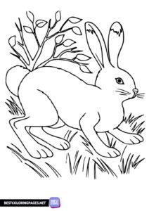 Hare printable coloring page