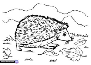 Animals coloring page - Hedgehog coloring page