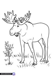 Moose coloring page - animals