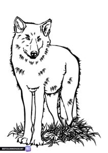 Animals coloring page - Wolf coloring page to print