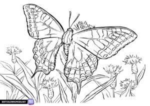 Butterfly coloring page