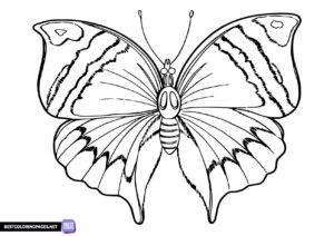 Butterfly colouring pages