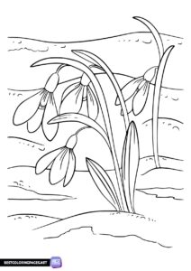 Crocuses coloring page