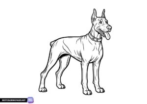 Dog coloring pages - Doberman