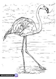 Flamingos coloring pages