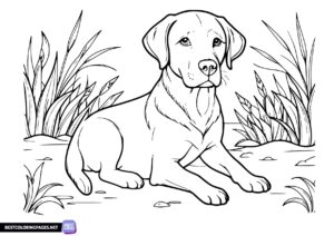 Labrador retriever coloring book