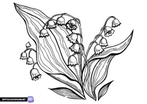 Lilies coloring pages