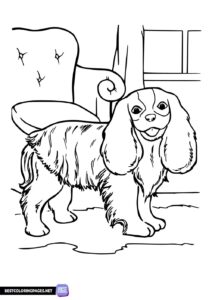 Long-haired dog coloring book