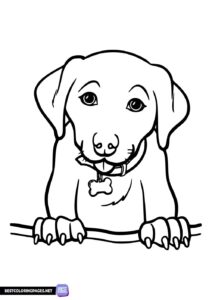 Puppy coloring book