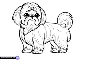 Shih Tzu dog coloring page