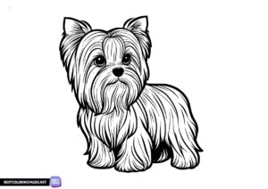 Dog coloring page Yorkshire dog painting