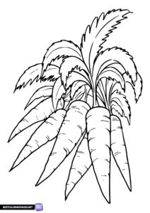 Carrot coloring page