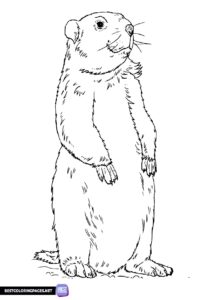 Coloring page Marmot