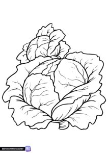 Lettuce vegetable coloring page