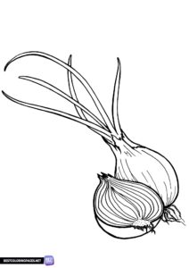 Onion coloring page
