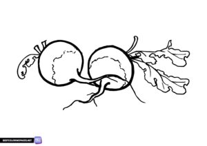 Radishes coloring pages to print