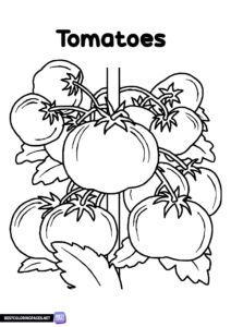 Tomatoes printable coloring page