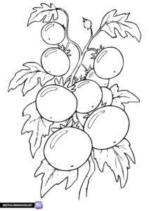 Tomatoes vegetable coloring pages