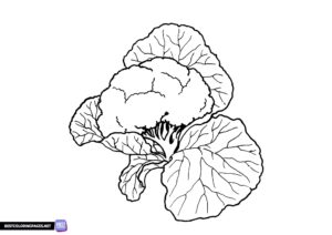 Vegetable coloring page - cauliflower