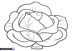 Vegetable coloring pages - lettuce