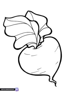 Vegetable coloring pages - radish