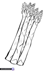 Vegetable printable coloring pages - asparagus